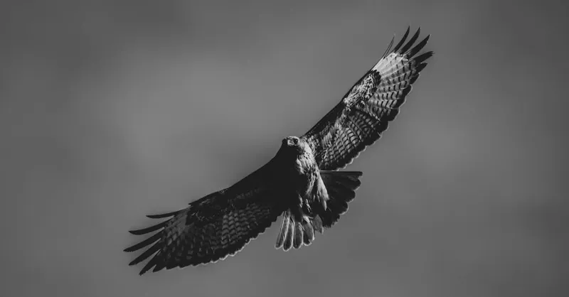A powerful bird of prey flying gracefully in black and white, showcasing detailed feathers and wingspan.