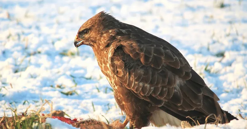A majestic bird of prey, likely a hawk or falcon, perched on snowy terrain, showcasing its predatory nature.